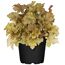 Gelbe Heuchera im schwarzen Topf
