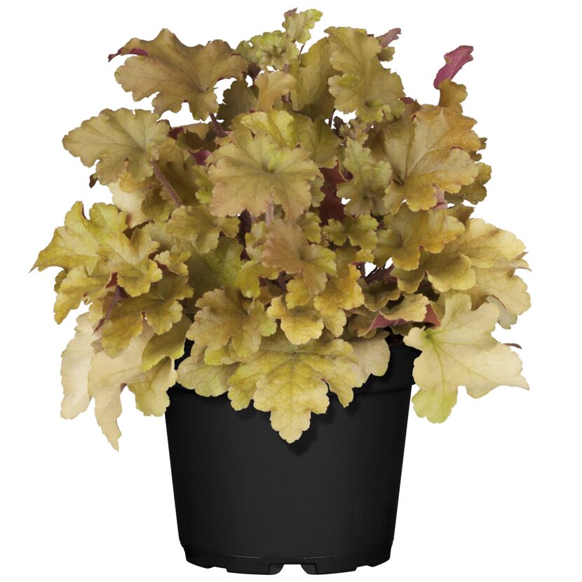 Gelbe Heuchera im schwarzen Topf