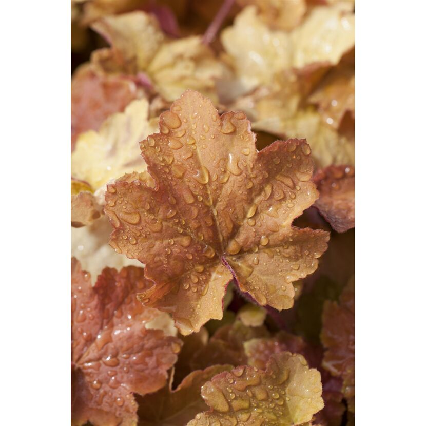 Gelbe Heuchera-Blätter mit Wassertropfen