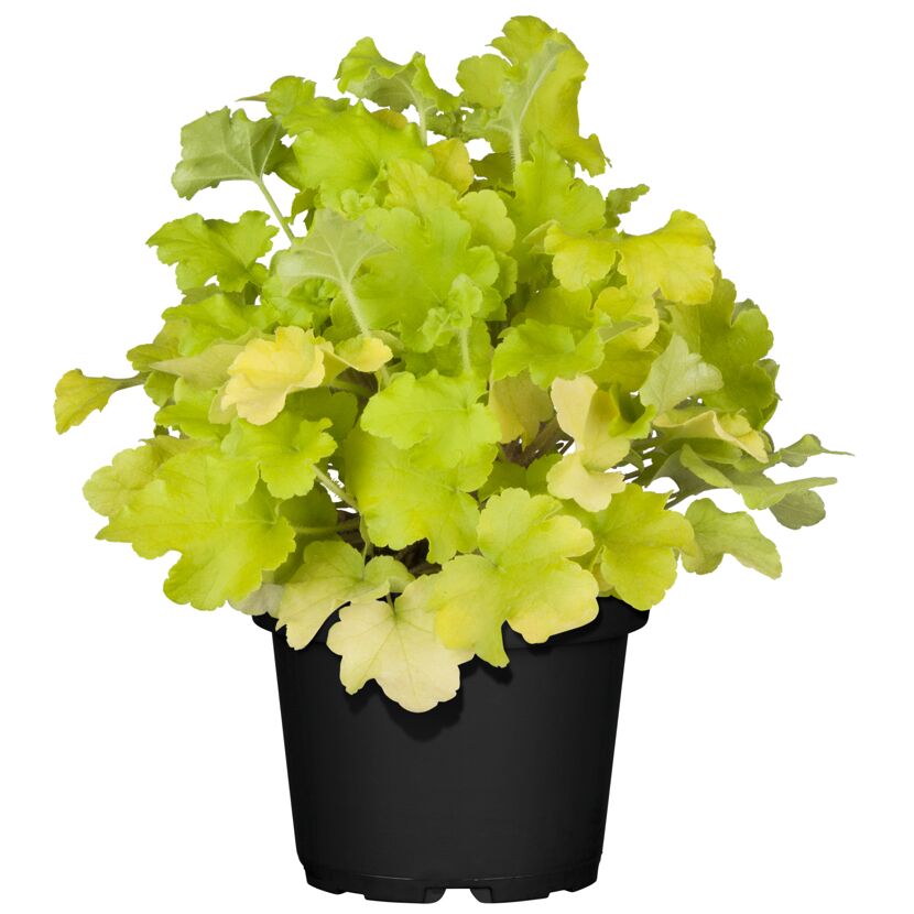 Hellgrüne Heuchera im Topf