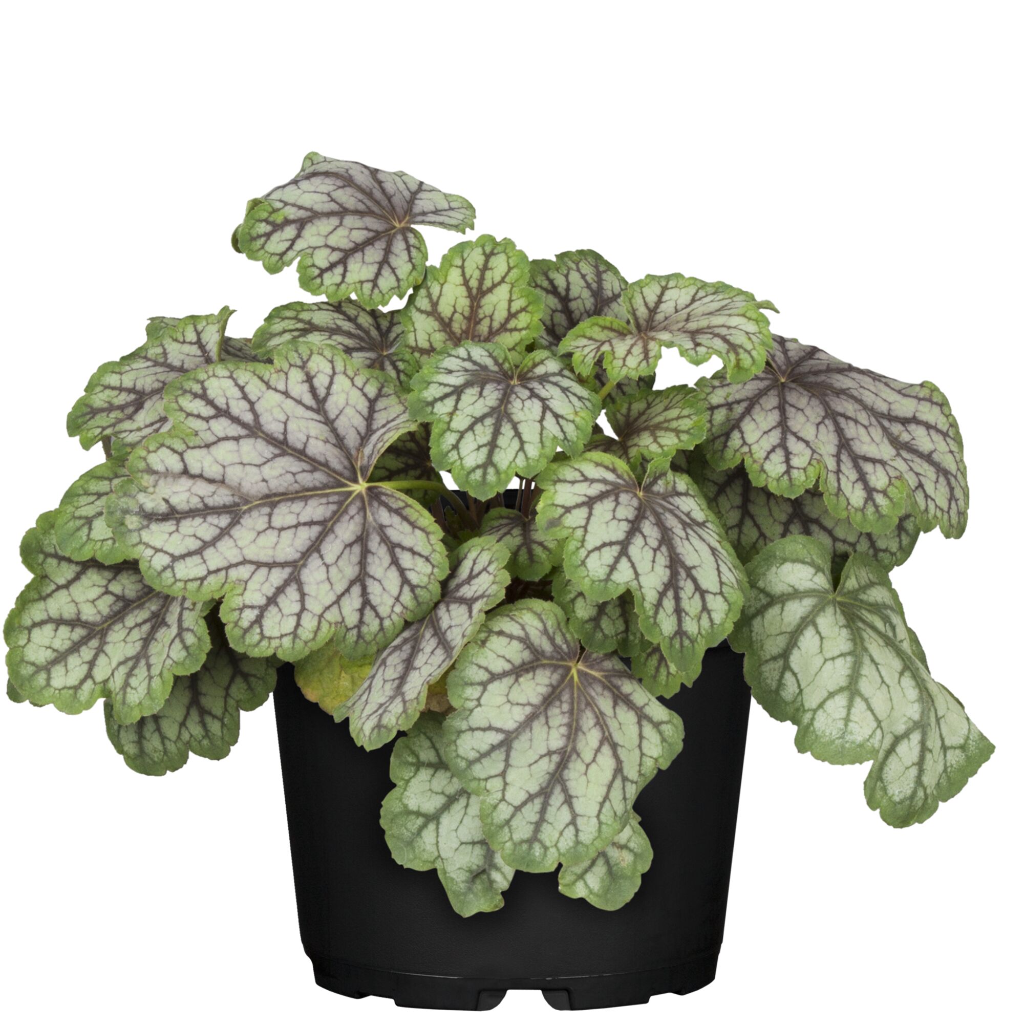 Topfpflanze mit grün-silbernen Blättern