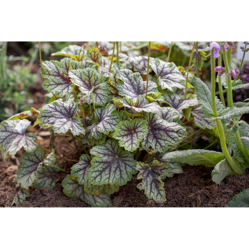 Grün-violette Heuchera-Pflanze