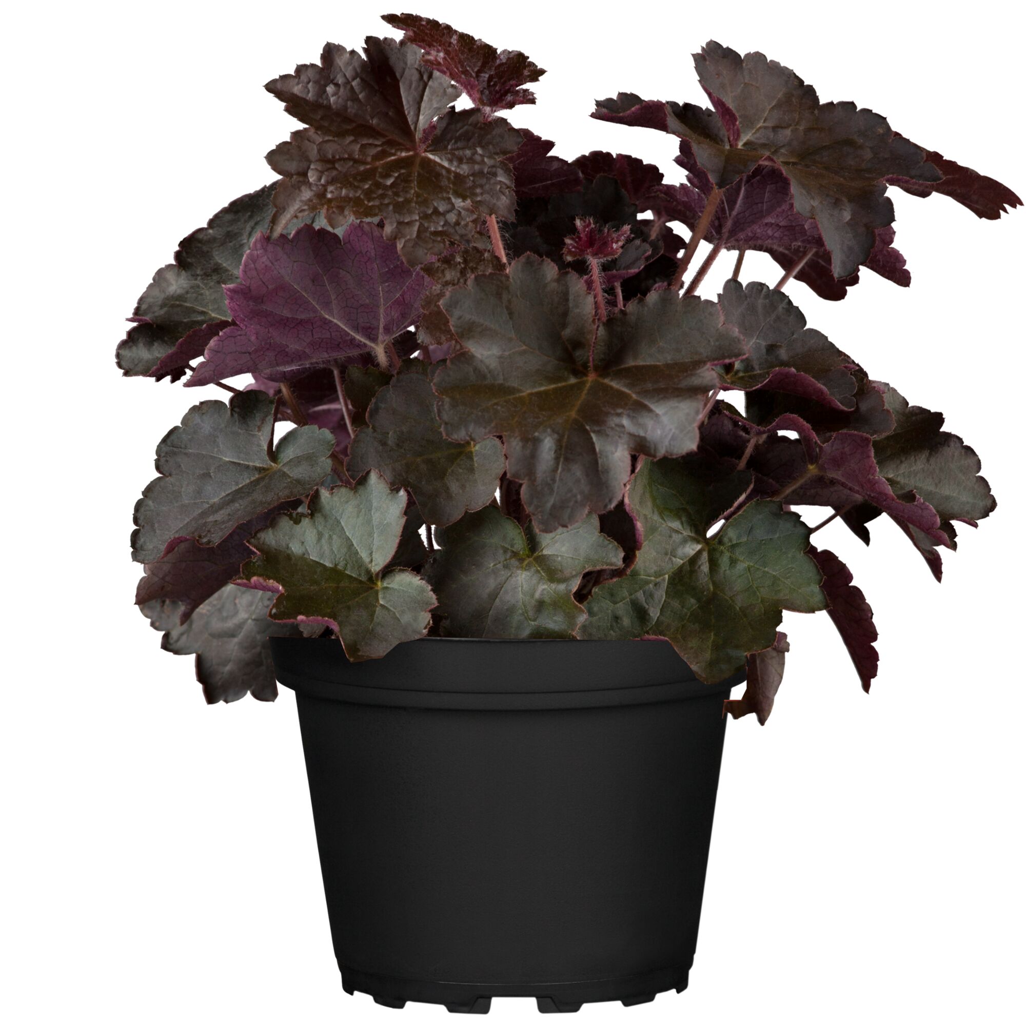 Topfpflanze Heuchera violett