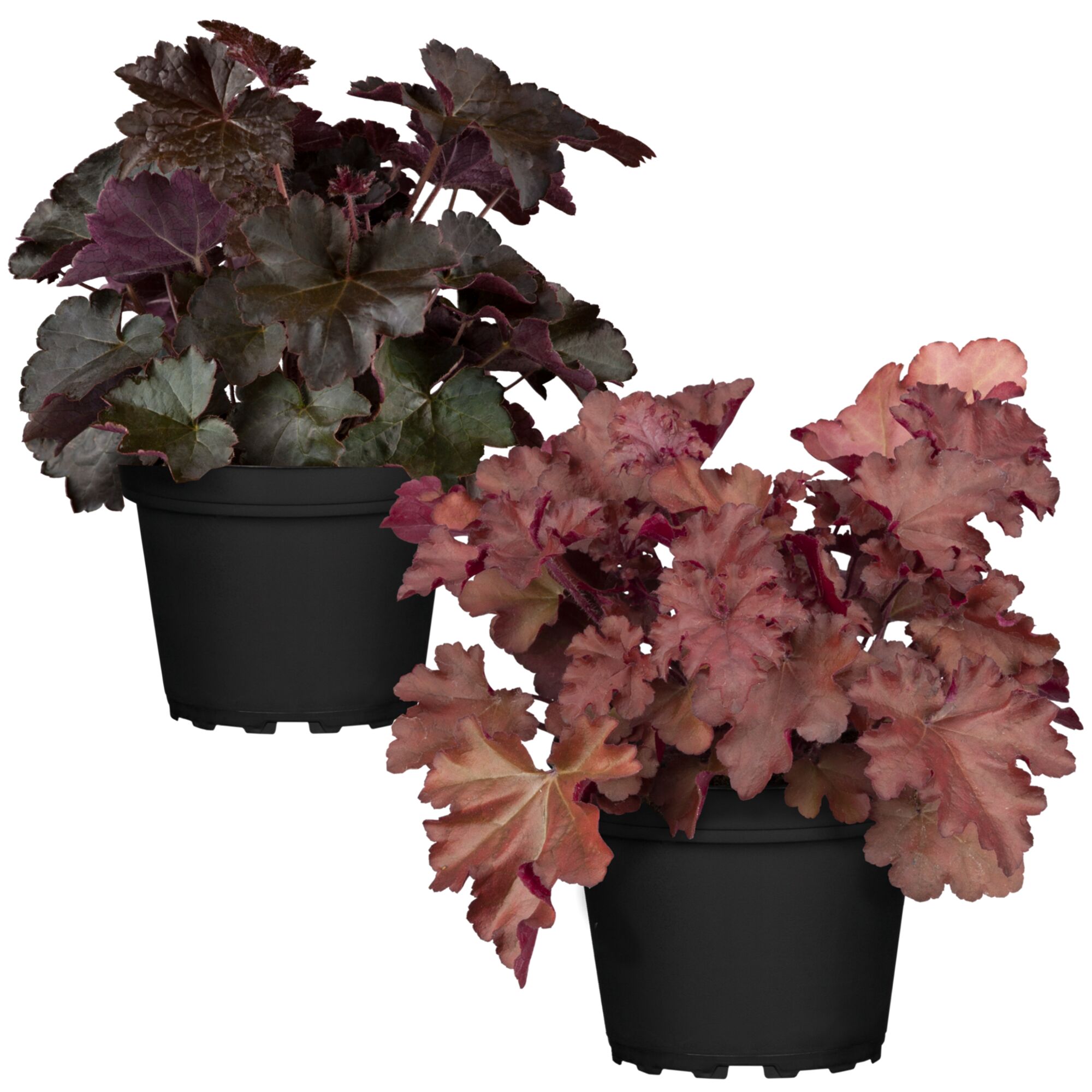 Zwei rot-braune Purpurglöckchen in schwarzen Töpfen