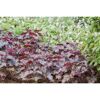 Rotblättrige Heuchera-Pflanzen im Garten.