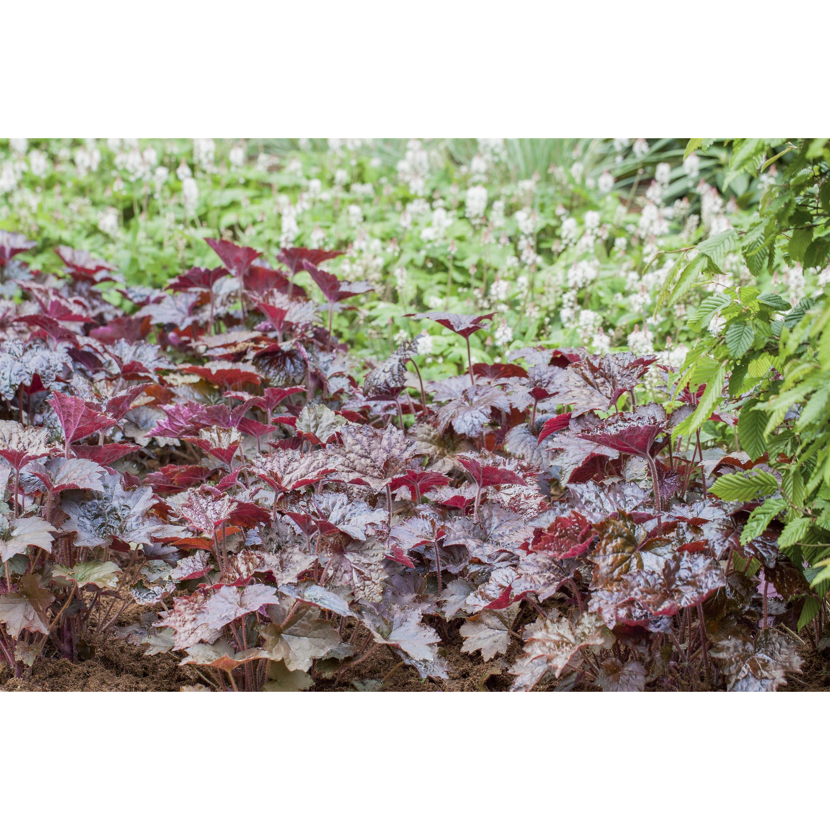 Rotblättrige Heuchera-Pflanzen im Garten.