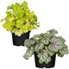 Zwei Heuchera Grünpflanzen in schwarzen Töpfen