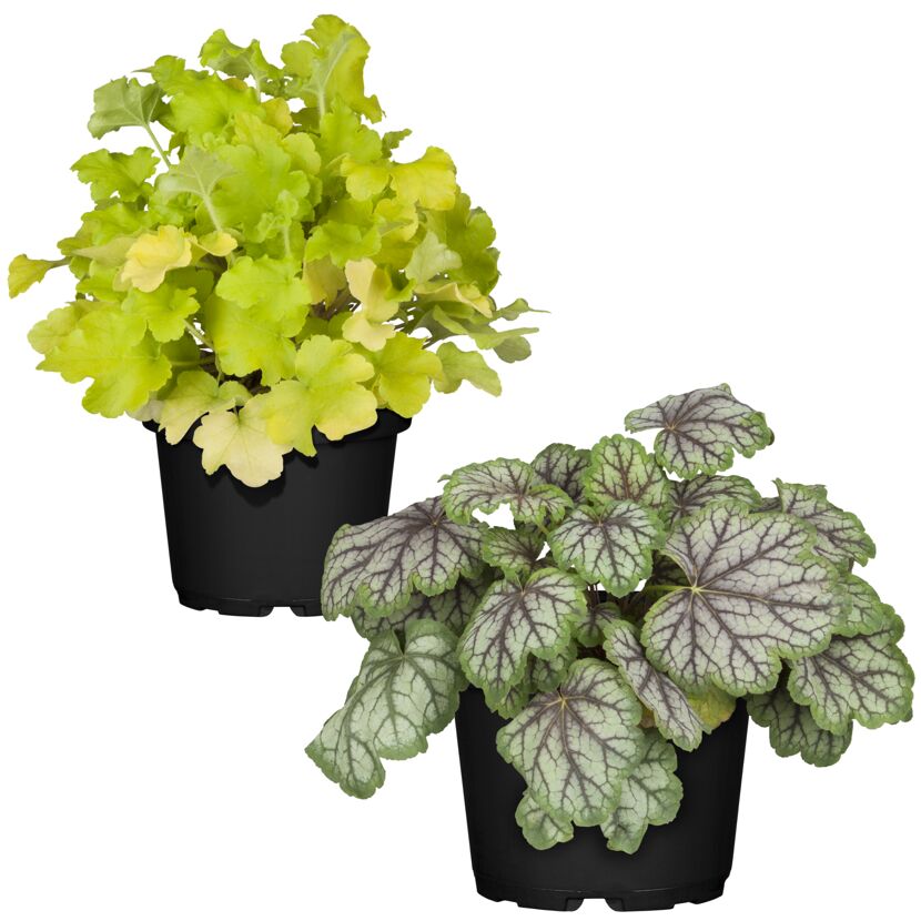 Zwei Heuchera Grünpflanzen in schwarzen Töpfen