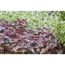Rotblättrige Heuchera-Pflanzen im Garten