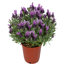 Schopf-Lavendel blau 18 cm Topf