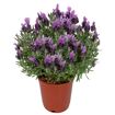 hauptbild