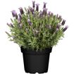 hauptbild