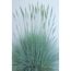 Blaugrünes Ziergras Festuca cinerea 'Cool as Ice'