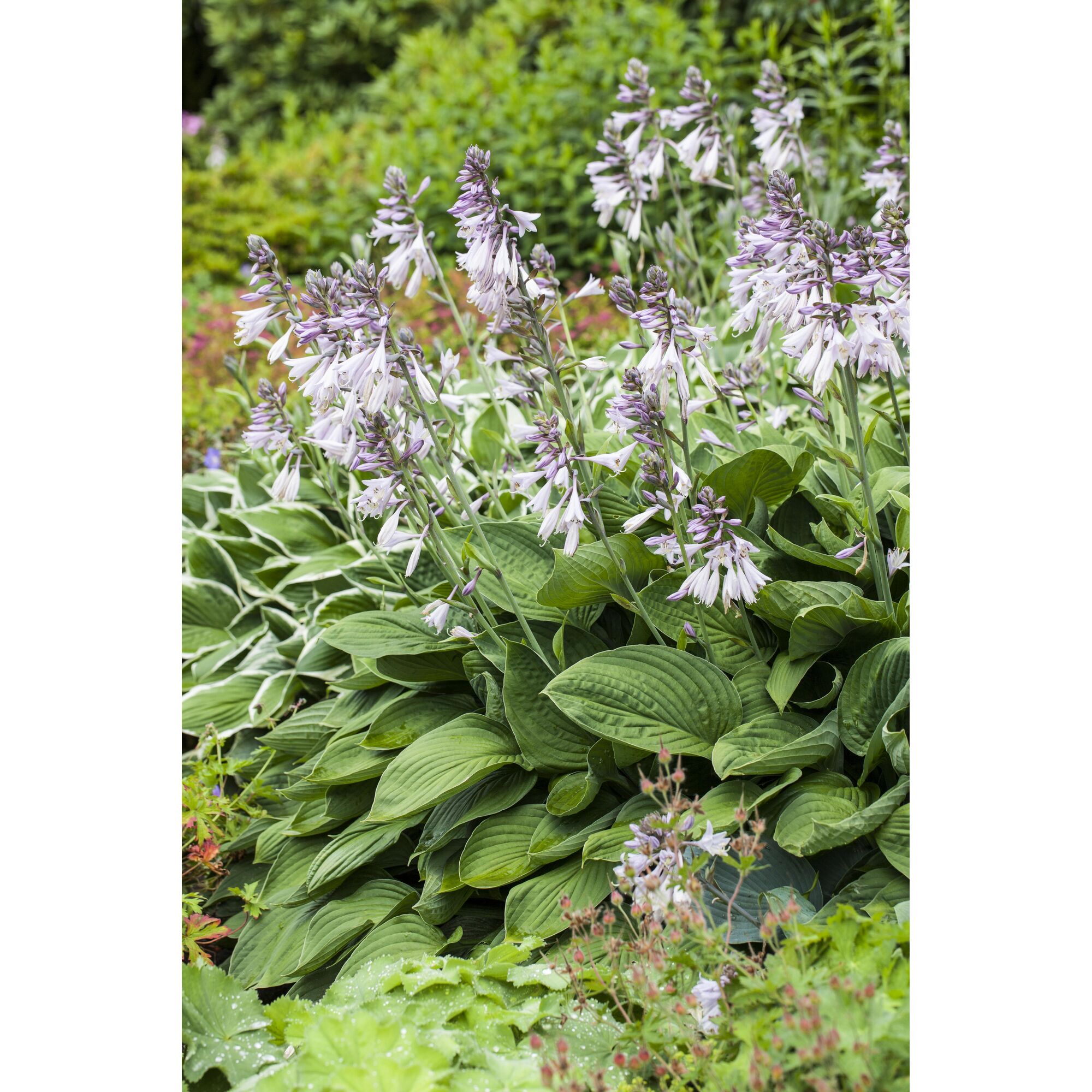 Funkien mit lila Blüten und grünen Blättern