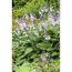 Funkie - Hosta