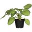 Hosta, Funkie im schwarzen Topf
