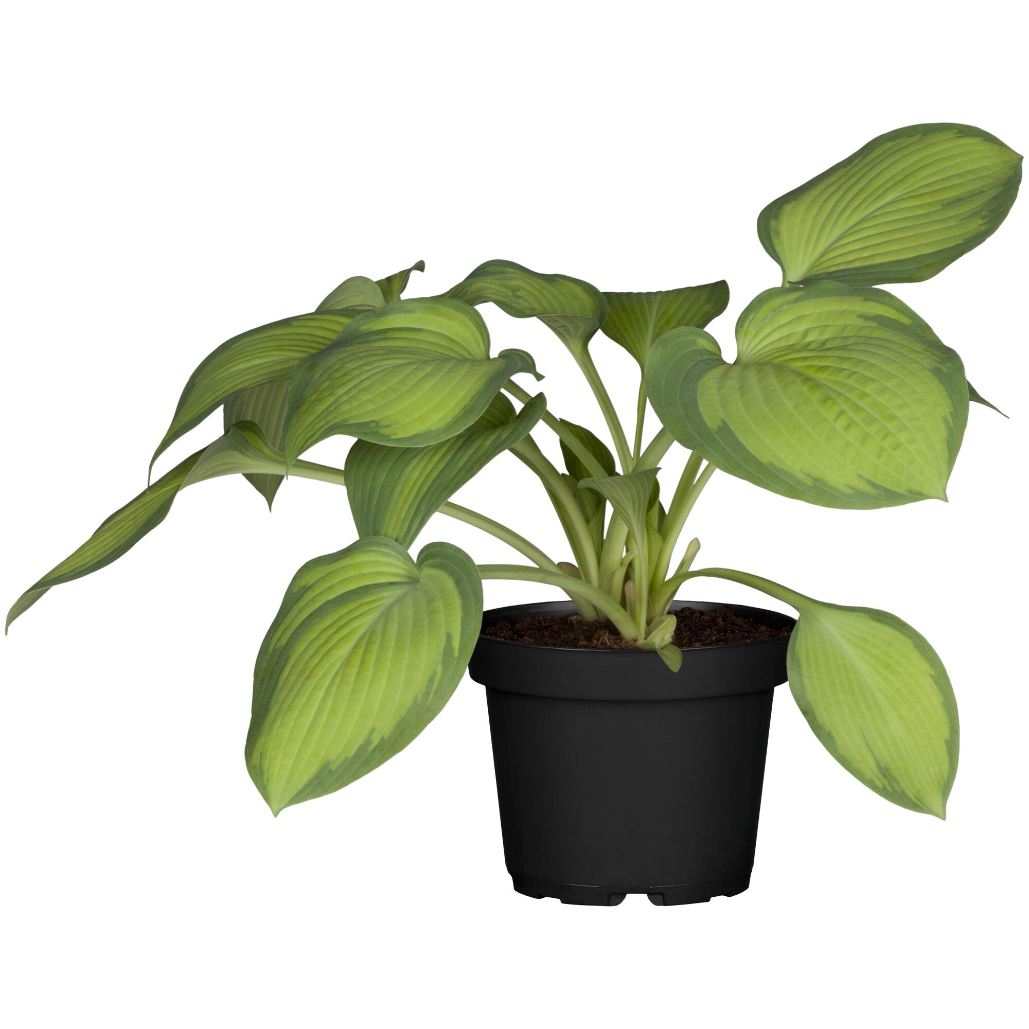 Hosta, Funkie im schwarzen Topf