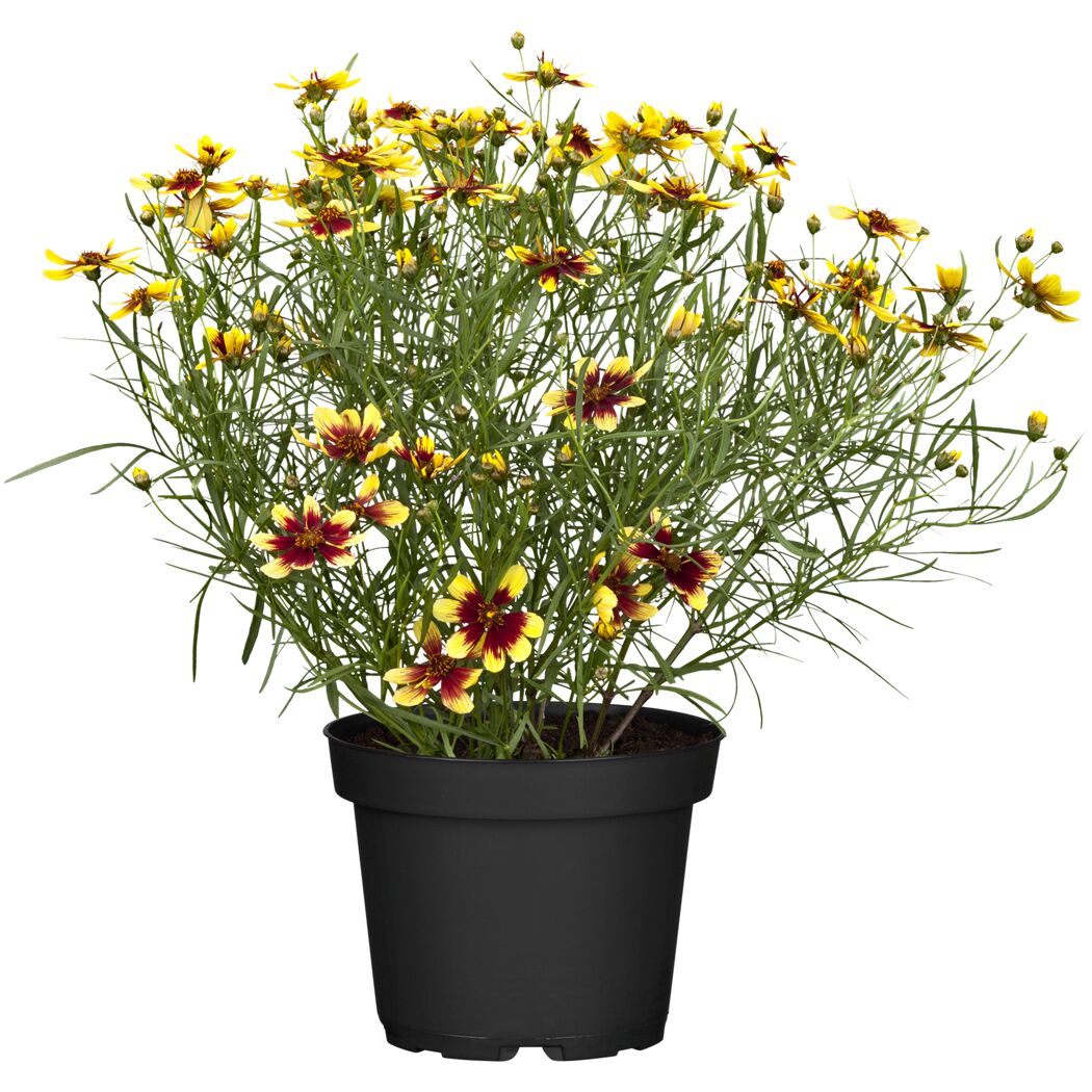 Topfpflanze mit gelb-roten Blüten