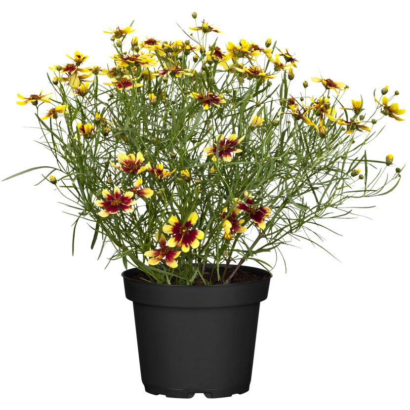 Topfpflanze mit gelb-roten Blüten