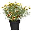 hauptbild