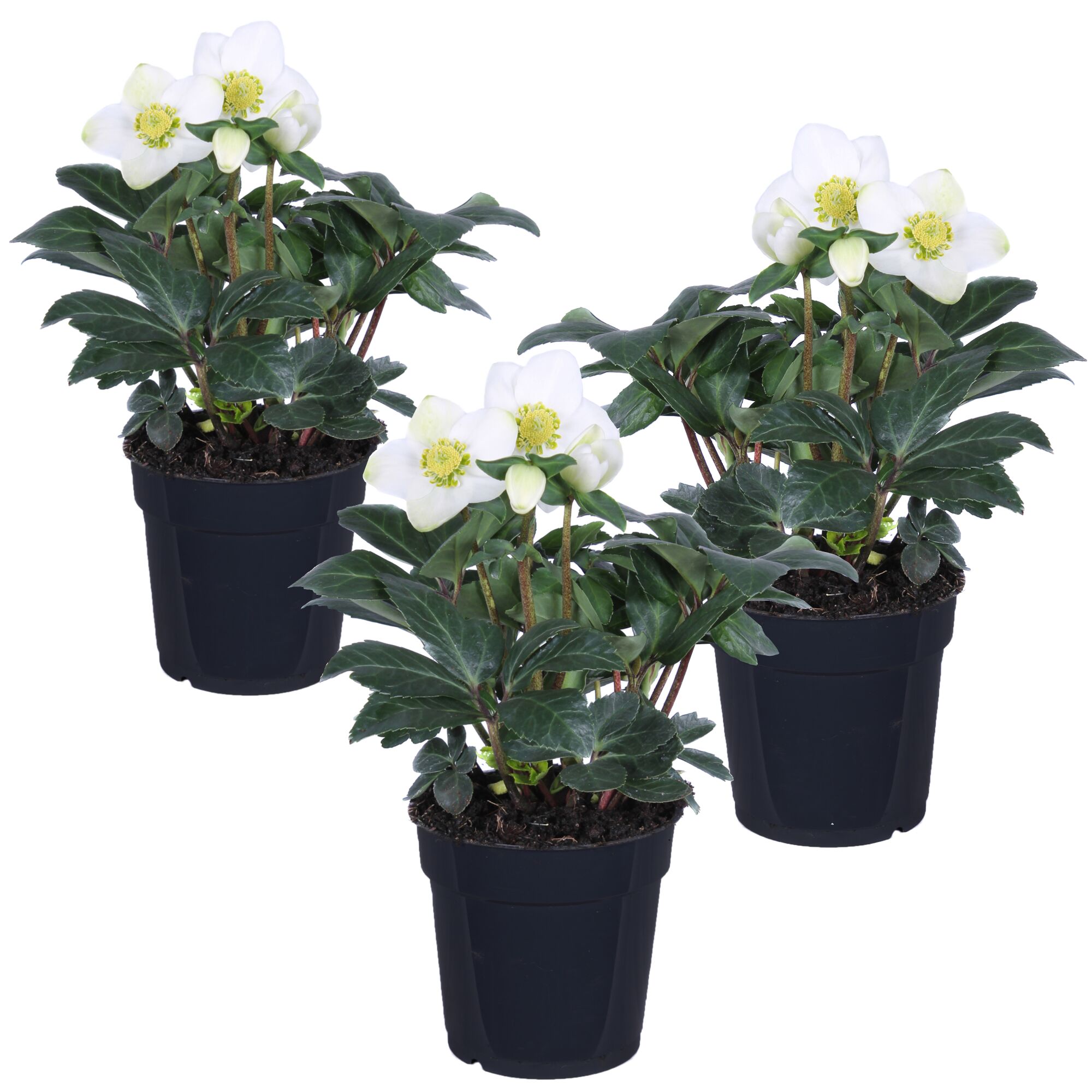 Drei weiße Christrosen im Topf