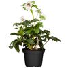 Christrose 'Orientalis' weiß, 12 cm Topf