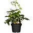 Christrose 'Orientalis' weiß, 12 cm Topf