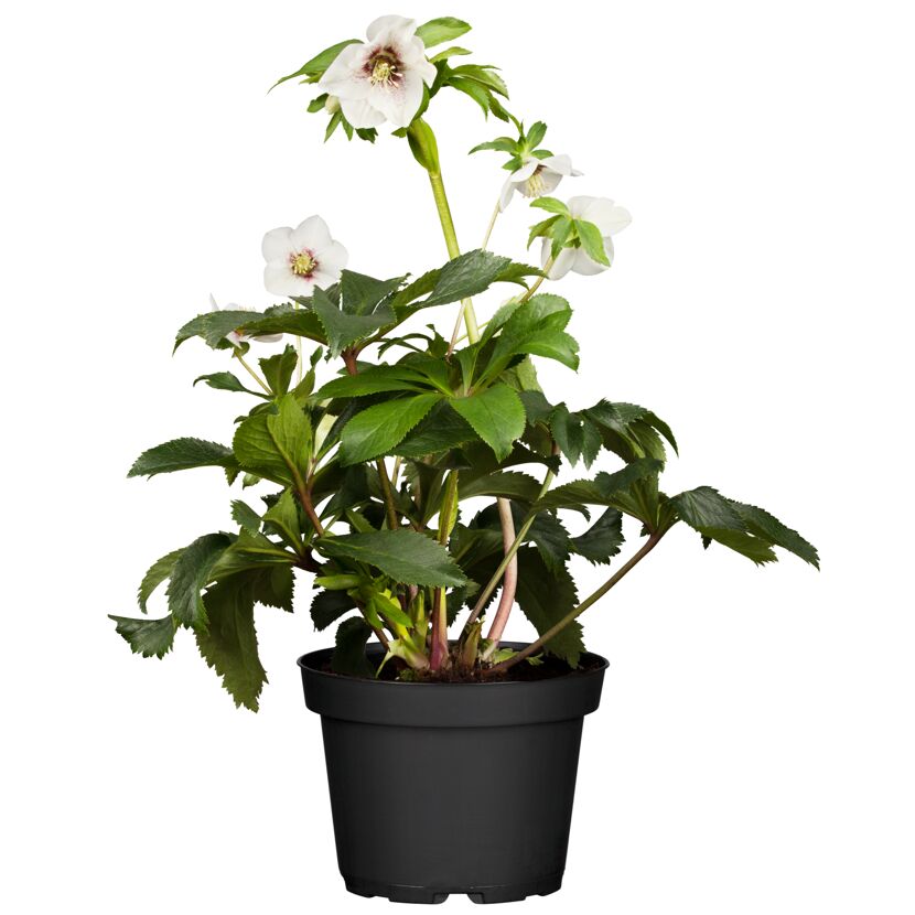 Christrose 'Orientalis' weiß, 12 cm Topf