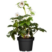 Beetpflanzen & Balkonpflanzen online bestellen toom Baumarkt