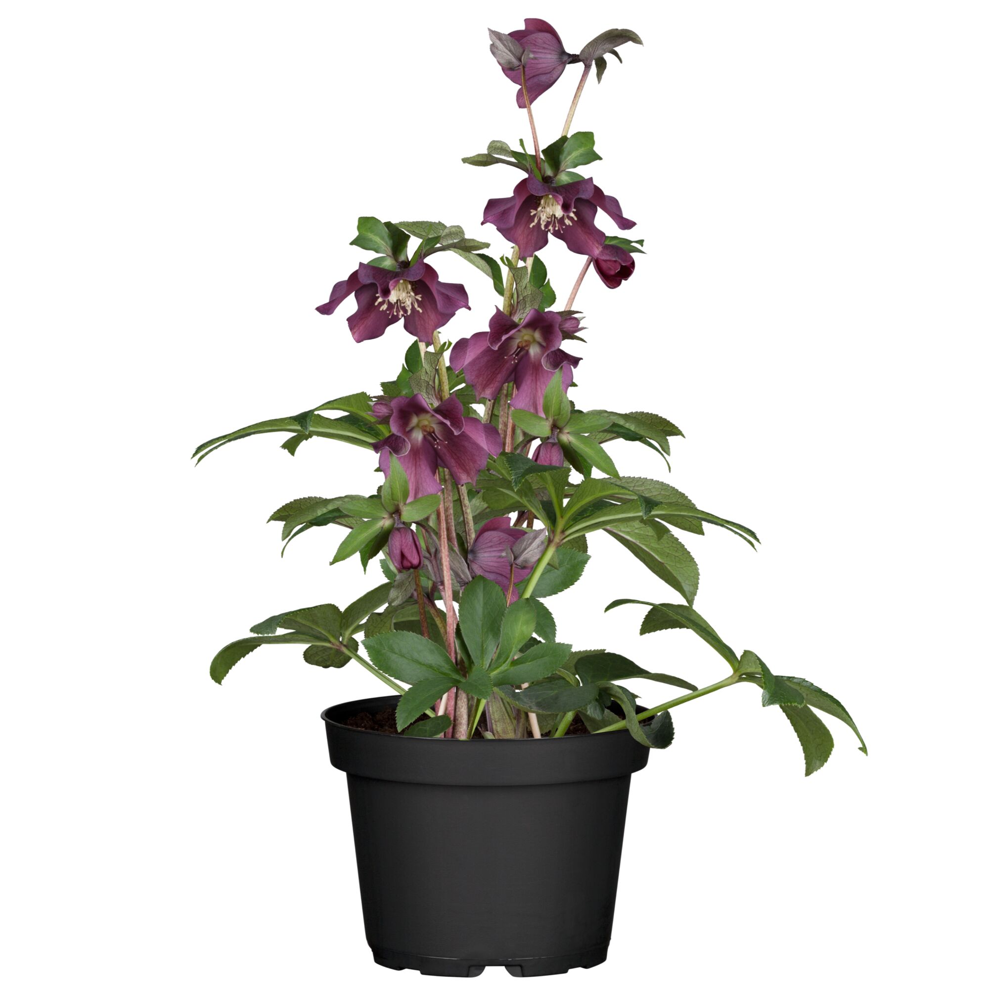 Topfpflanze mit lila Blüten und grünen Blättern