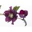 Nahaufnahme einer violetten Christrose