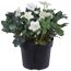 Christrose weiß, 21 cm Topf