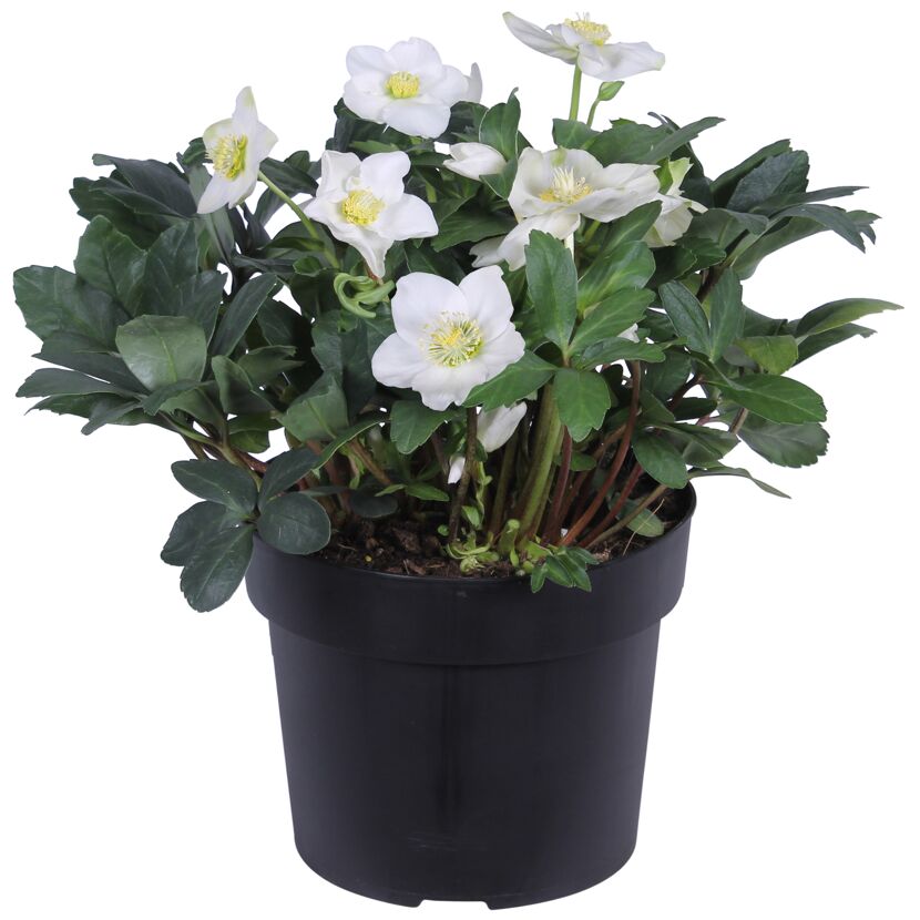 Christrose weiß, 21 cm Topf