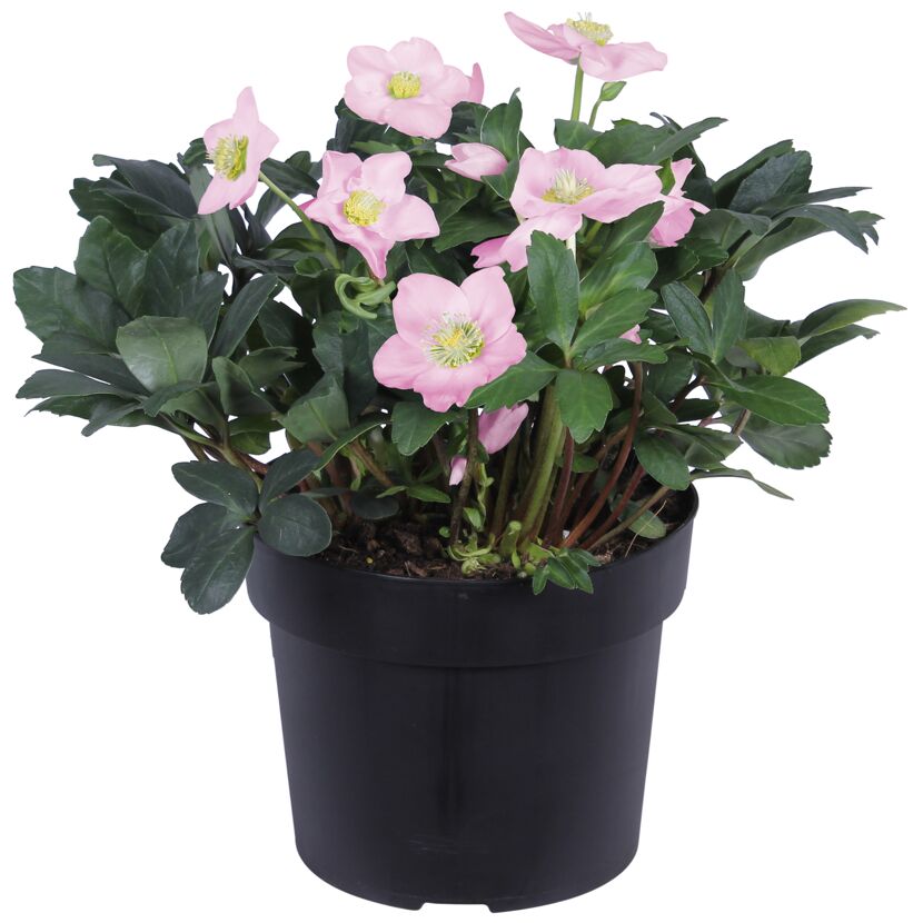 Christrose rosa, 21 cm Topf