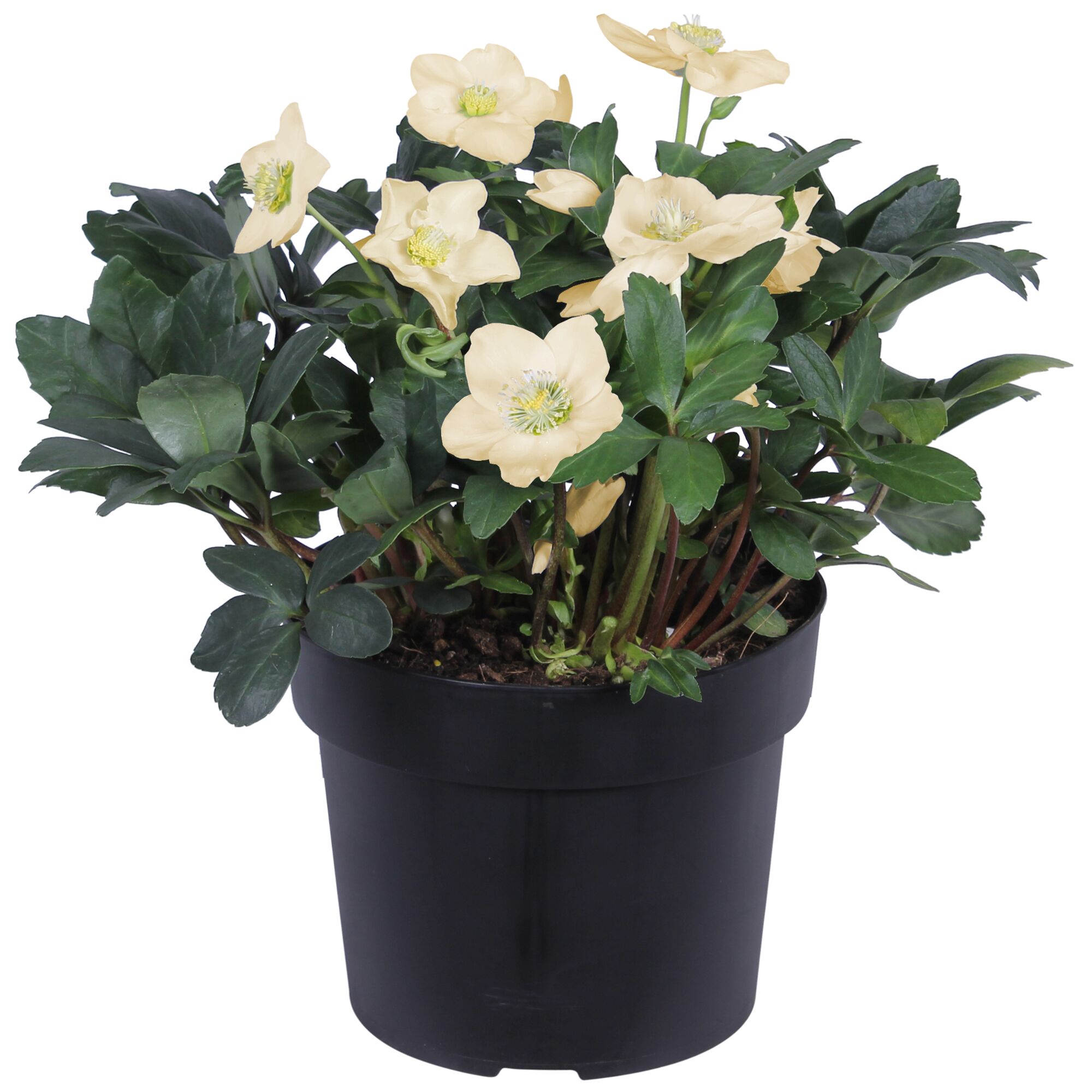 Topf mit cremefarbener Christrose