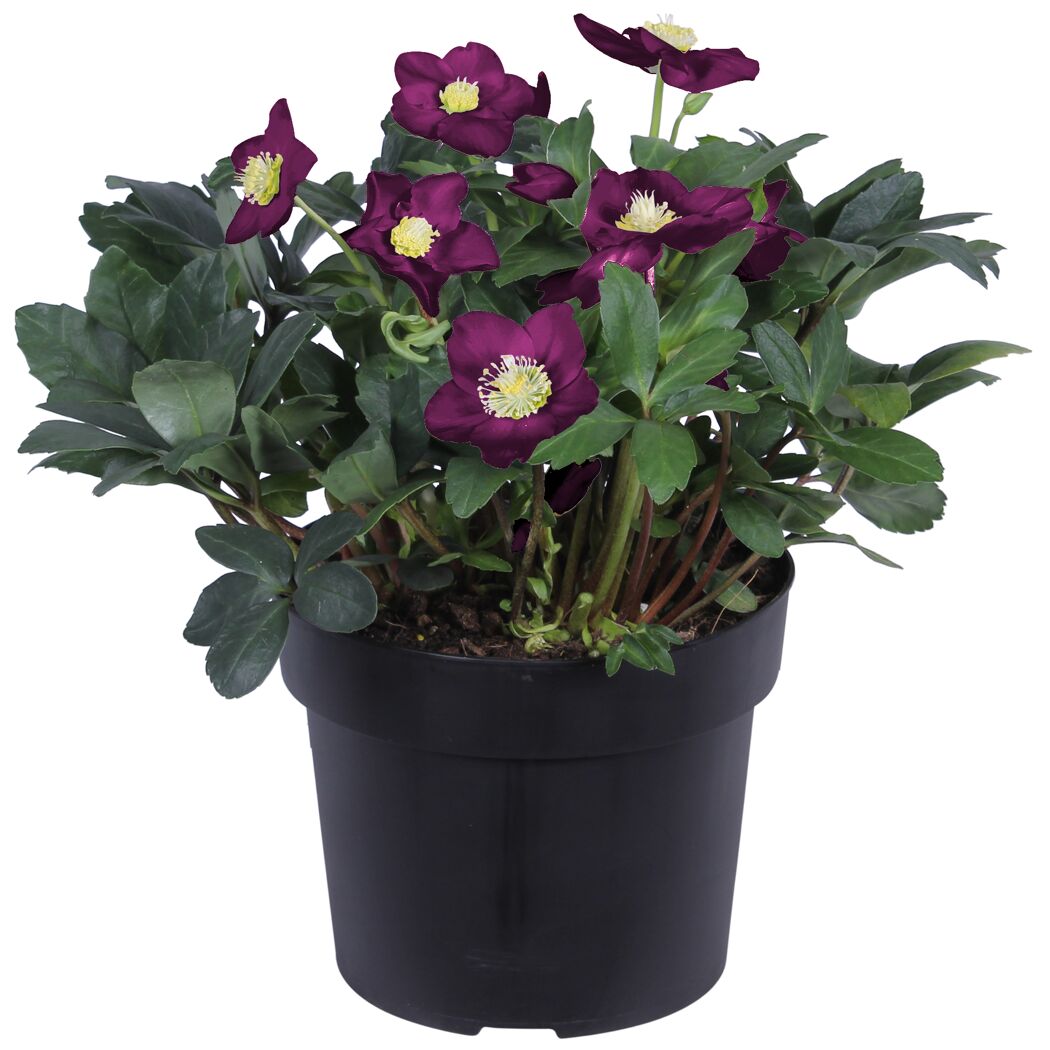 Christrose in violett im schwarzen Topf