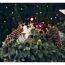 Christrosen, Tannenzapfen und Holzstern in weihnachtlicher Dekoration