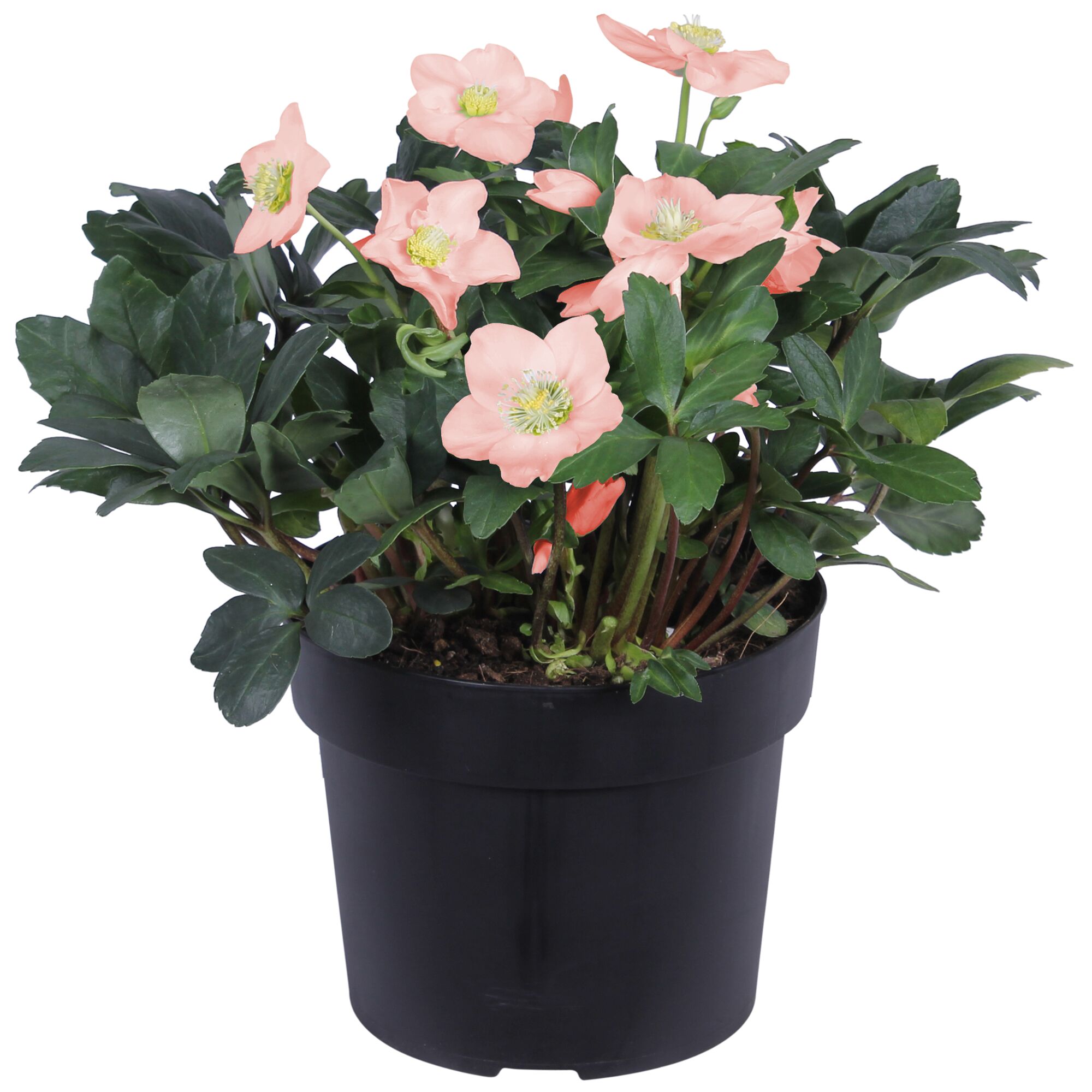 Christrose in einem Topf