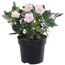 Christrose rosa, 15 cm Topf