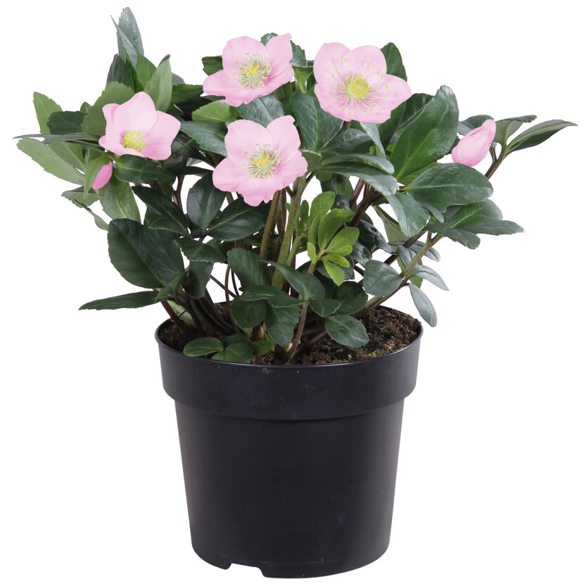 Christrose rosa, 15 cm Topf