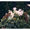 Christrose rosa, 15 cm Topf