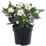 Christrose creme, 15 cm Topf