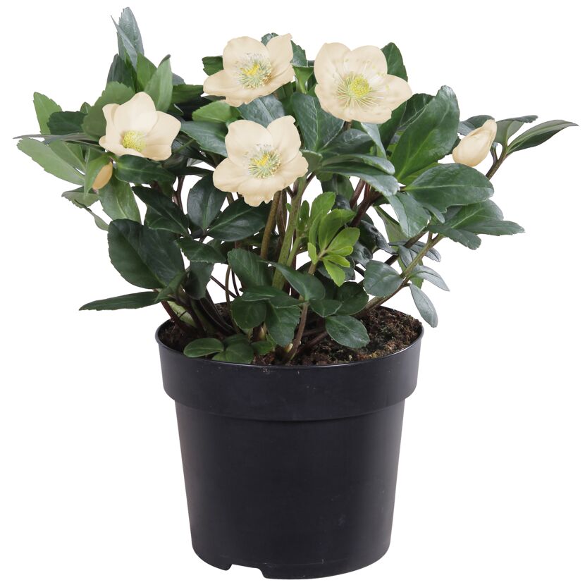 Christrose creme, 15 cm Topf
