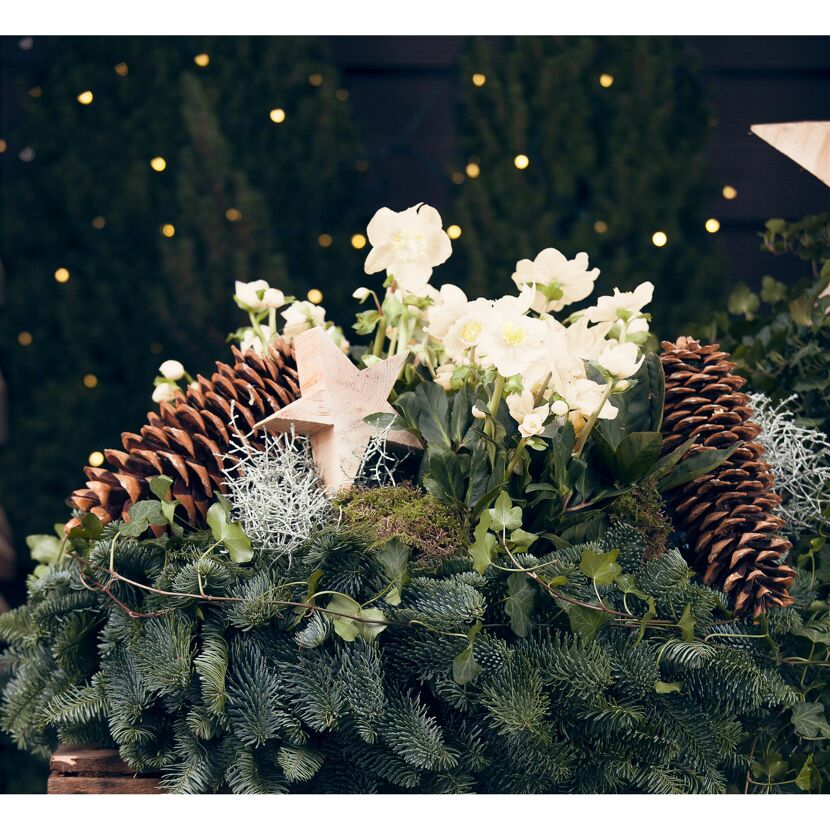 Christrose creme, 15 cm Topf
