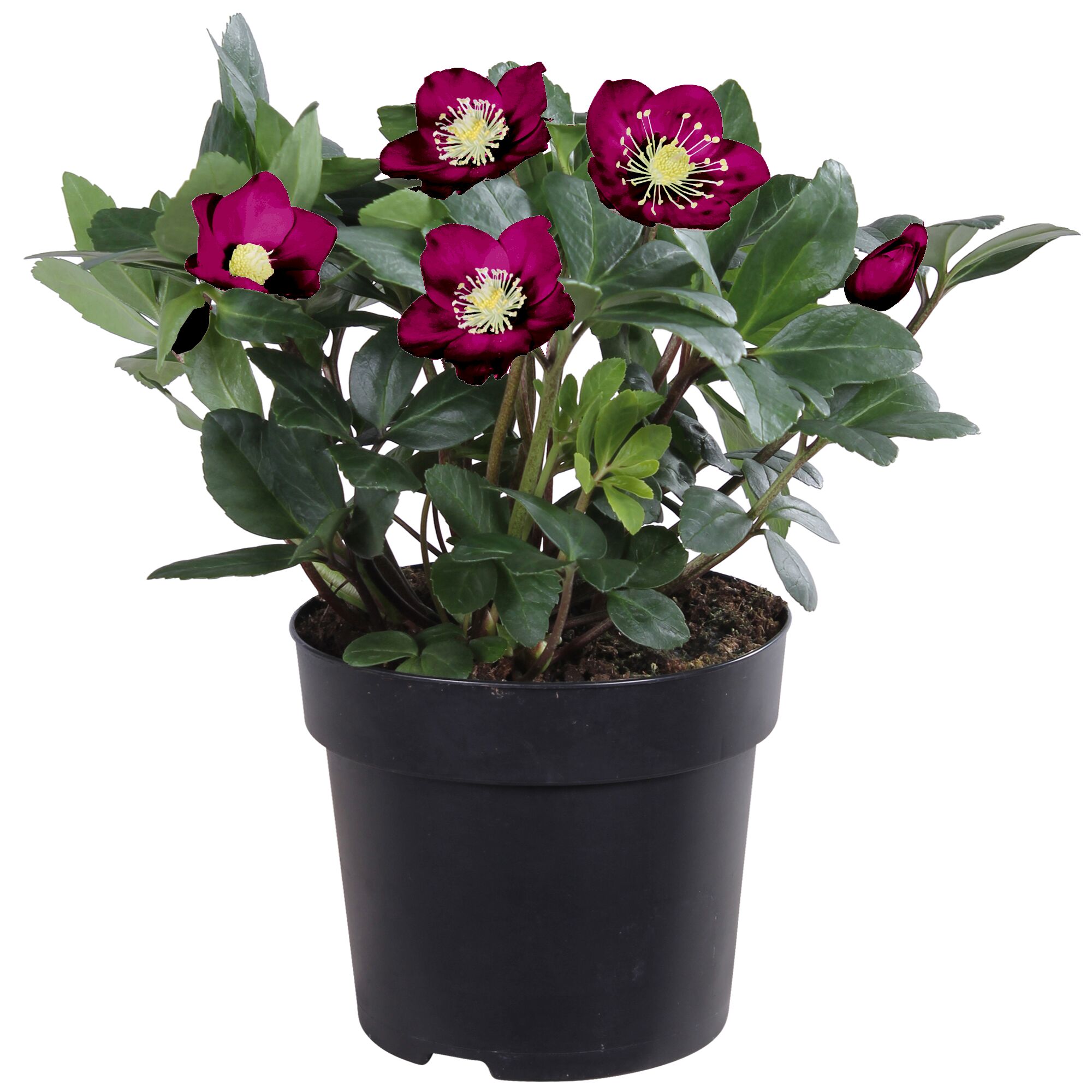 Christrose Helleborus niger im Topf