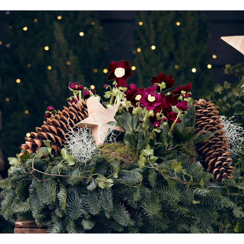 Dunkelrote Christrose im weihnachtlichen Gesteck