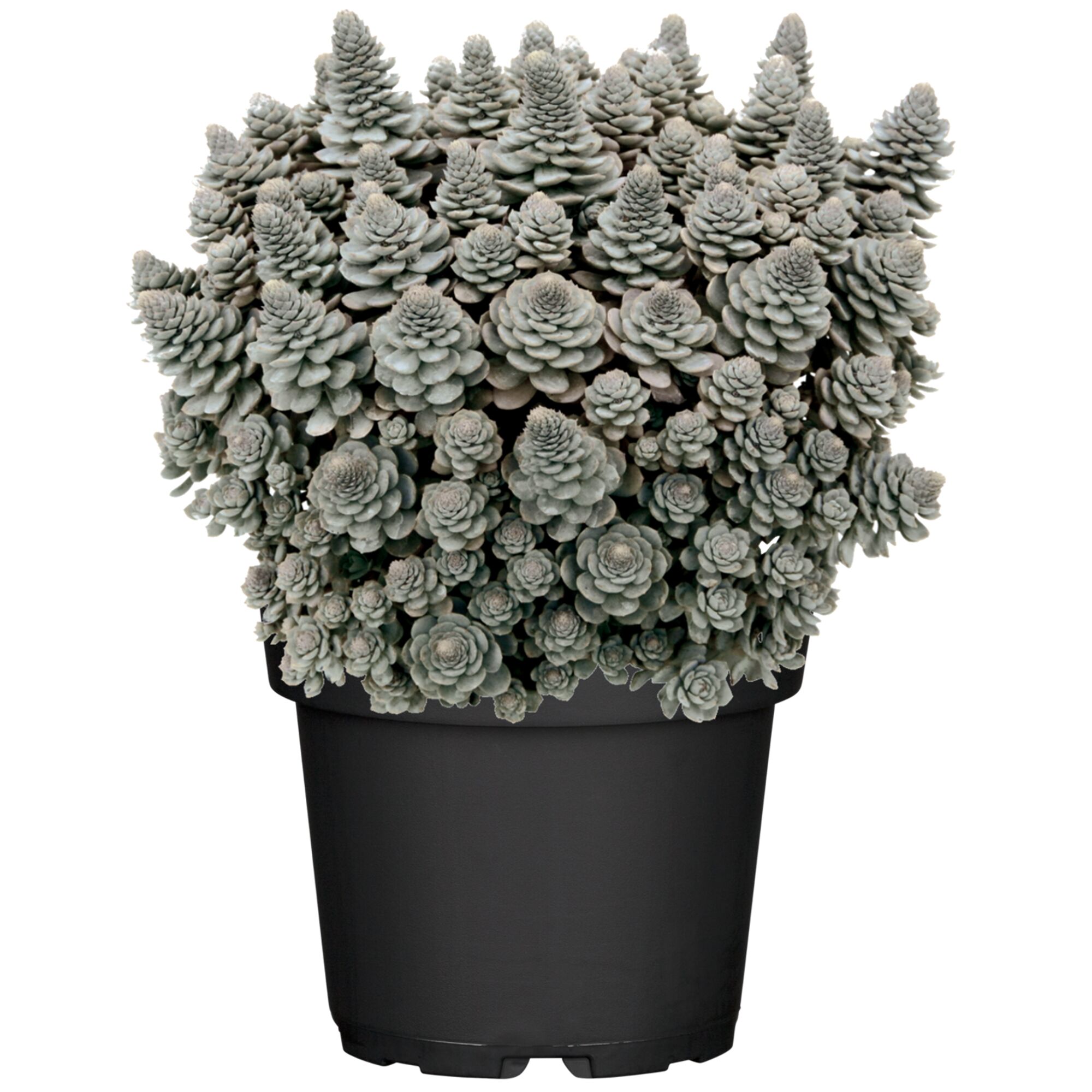 Sukkulentenmix im schwarzen Topf