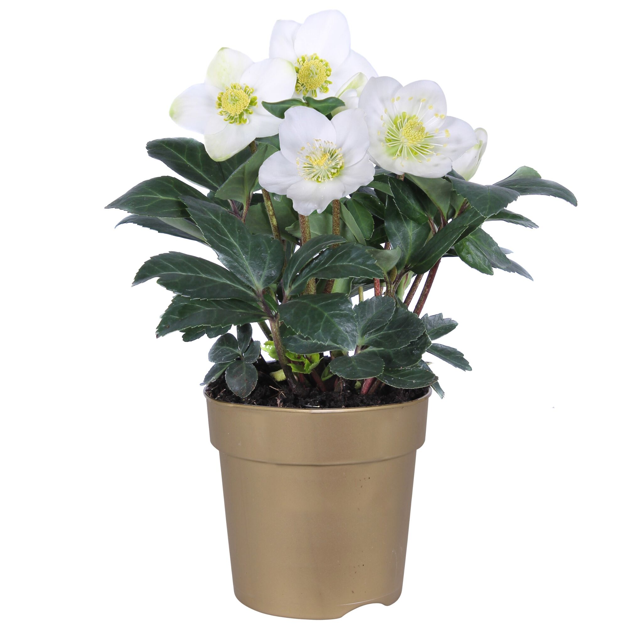 Weiße Christrose im goldenen Topf