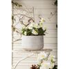 Topf mit Christrosen auf einem weißen Metallstuhl