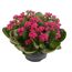 Topfpflanze mit rosa Blüten und grünen Blättern